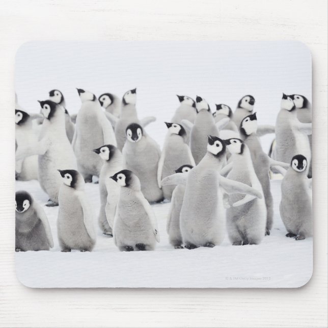 Emperor penguin (Aptenodytes forsteri), grupp av Musmatta (Framsidan)
