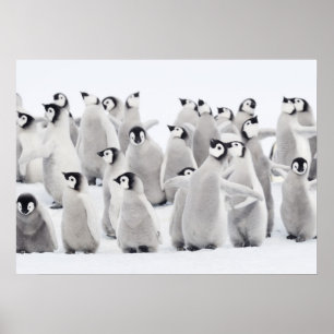 Emperor penguin (Aptenodytes forsteri), grupp av Poster