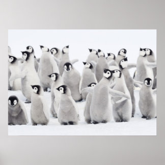Emperor penguin (Aptenodytes forsteri), grupp av Poster