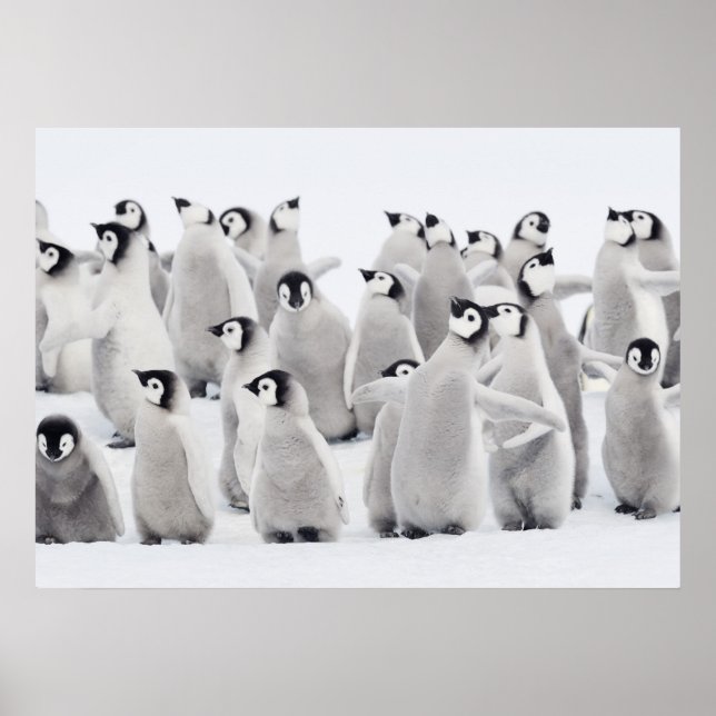 Emperor penguin (Aptenodytes forsteri), grupp av Poster (Framsidan)