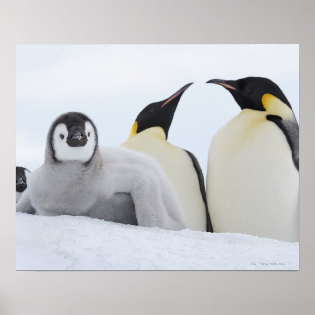 Emperor Penguin (Aptenodytes forsteri) Poster (Framsidan)