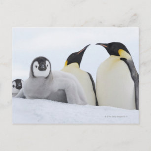 Emperor Penguin (Aptenodytes forsteri) Vykort