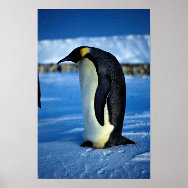Emperor penguin by moonlight poster (Framsidan)