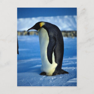 Emperor penguin by moonlight vykort