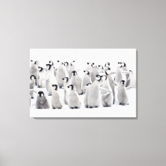 Emperor penguin canvastryck