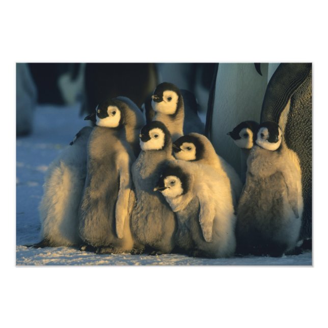Emperor Penguin-chickar i kreche, Aptenodytes Fototryck (Framsidan)