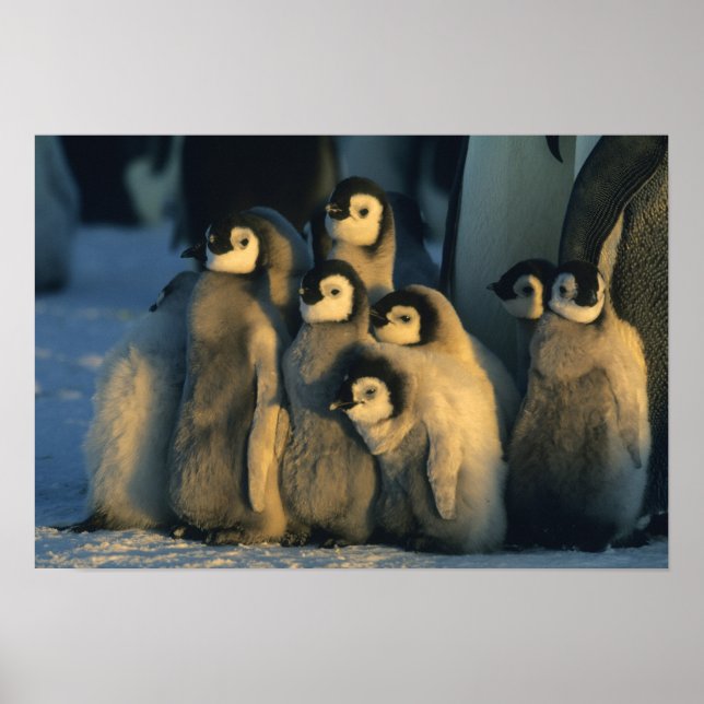 Emperor Penguin-chickar i kreche, Aptenodytes Poster (Framsidan)