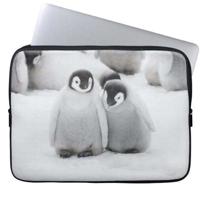 Emperor Penguin-Chickar på is i Antarctica Laptop Fodral (Framsidan)