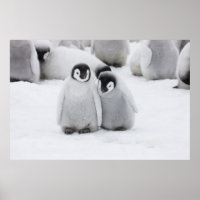 Emperor Penguin-Chickar på is i Antarctica