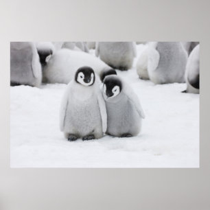 Emperor Penguin-Chickar på is i Antarctica Poster