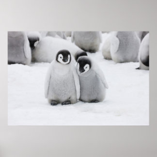 Emperor Penguin-Chickar på is i Antarctica Poster
