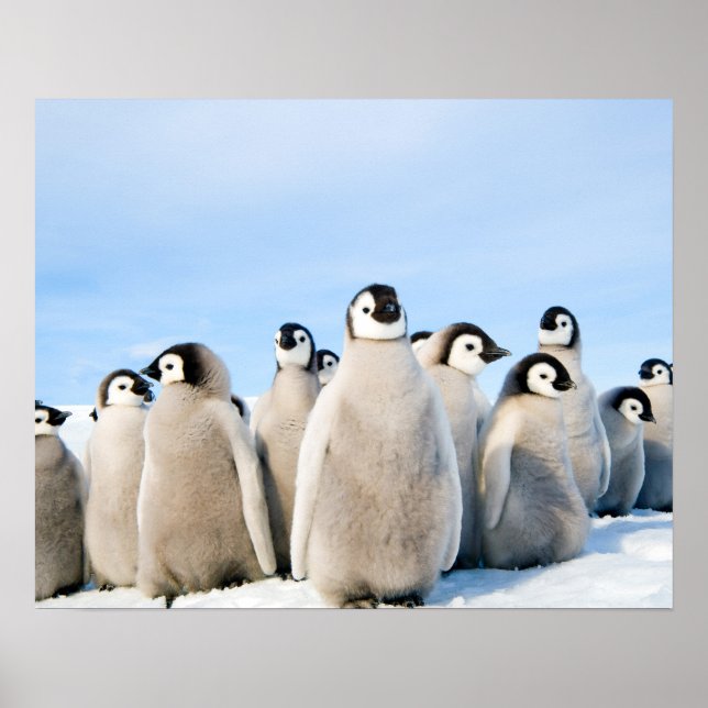 Emperor Penguin-Chickar poster (Framsidan)