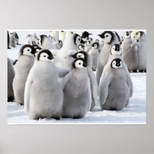 Emperor Penguin-Chickar poster