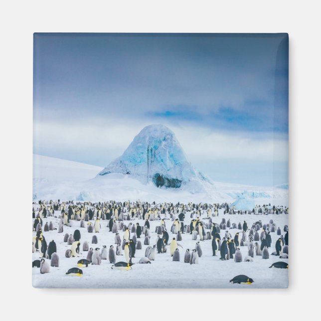 Emperor Penguin Colony Magnet (Framsidan)