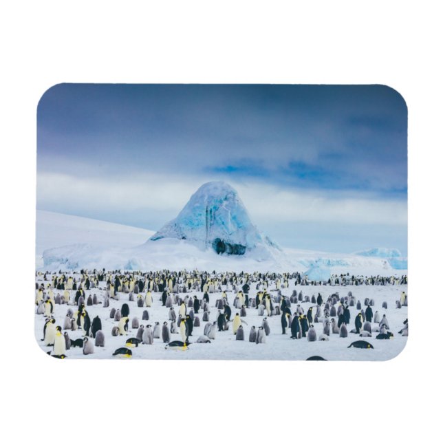 Emperor Penguin Colony Magnet (Horisontell)