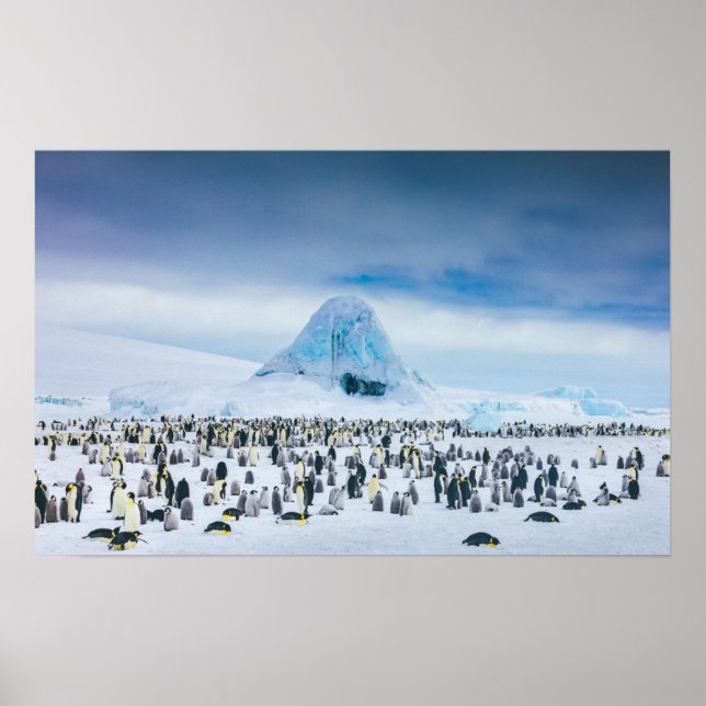 Emperor Penguin Colony Poster (Framsidan)