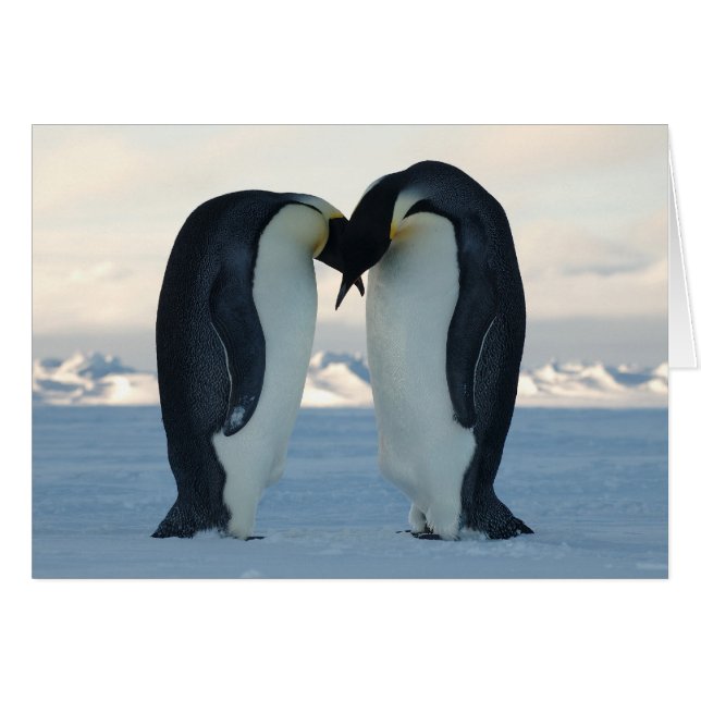 Emperor Penguin Courtship Hälsningskort (Framsidan Horizontal)