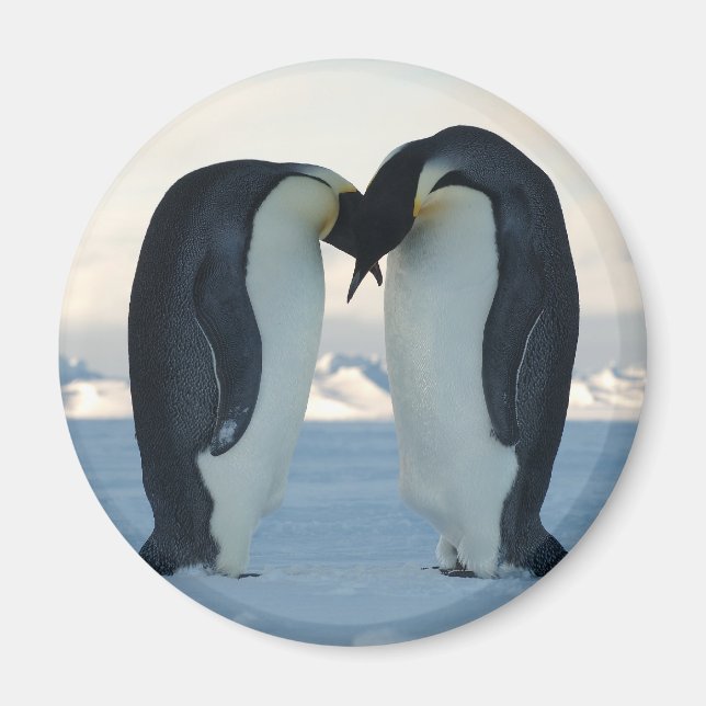 Emperor Penguin Courtship Magnet (Framsidan)