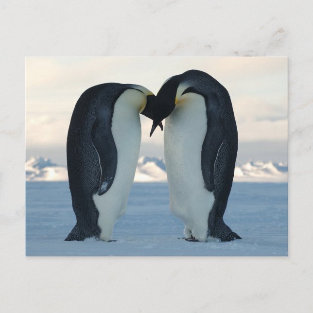 Emperor Penguin Courtship Vykort (Framsida)