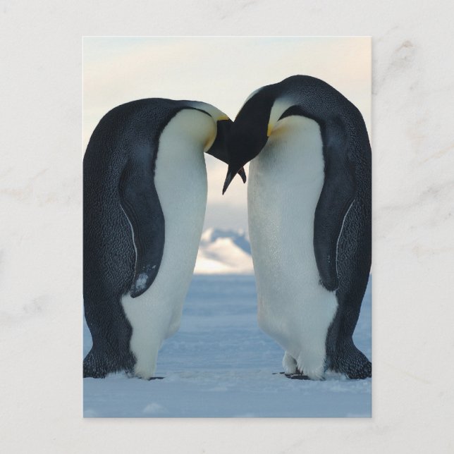 Emperor Penguin Courtship Vykort (Framsida)