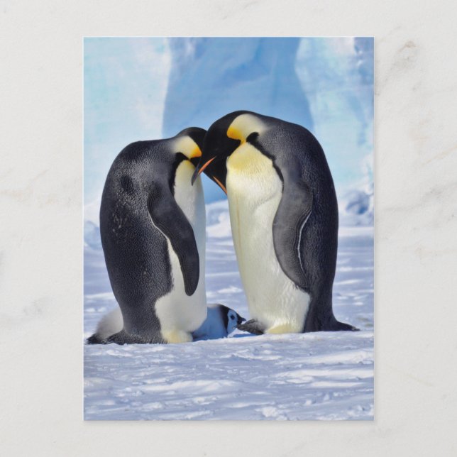 Emperor Penguin-familjen Vykort (Framsida)