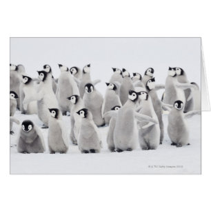 Emperor penguin hälsningskort