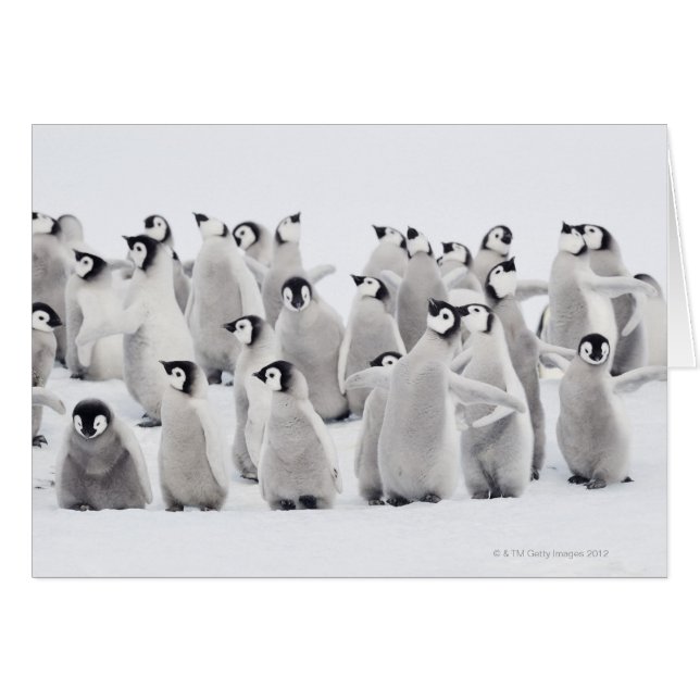Emperor penguin hälsningskort (Framsidan Horizontal)