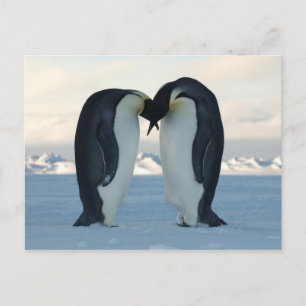 Emperor Penguin Kiss - vykort