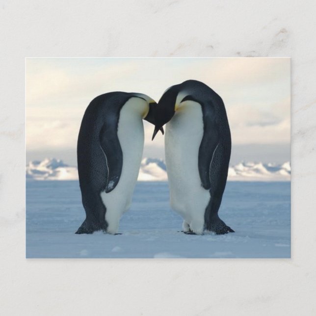 Emperor Penguin Kiss - vykort (Framsida)