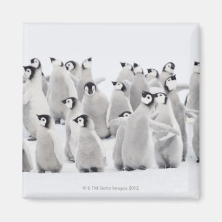 Emperor penguin magnet