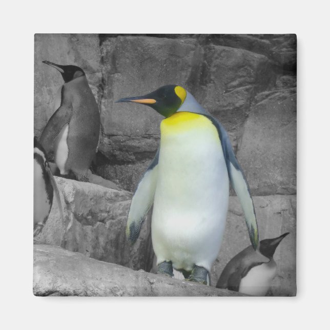 Emperor Penguin Magnet (Framsidan)