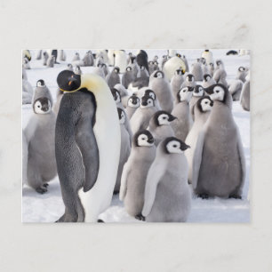 Emperor Penguin med vykort för Chickar