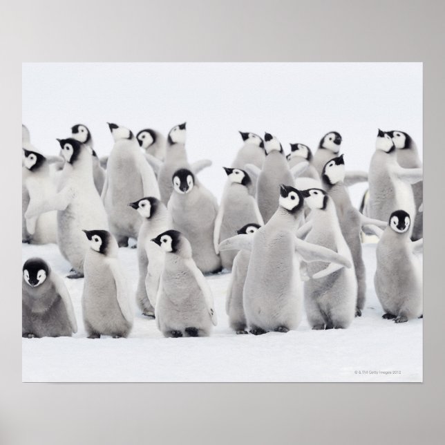 Emperor penguin poster (Framsidan)
