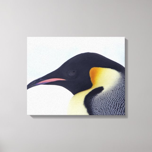 Emperor Penguin, Snö backe, ön Weddel Sea Canvastryck (Framsida)