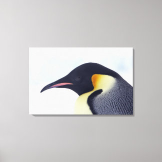 Emperor Penguin, Snö backe, ön Weddel Sea Canvastryck
