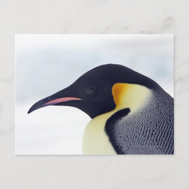 Emperor Penguin, Snö backe, ön Weddel Sea Vykort (Framsida)
