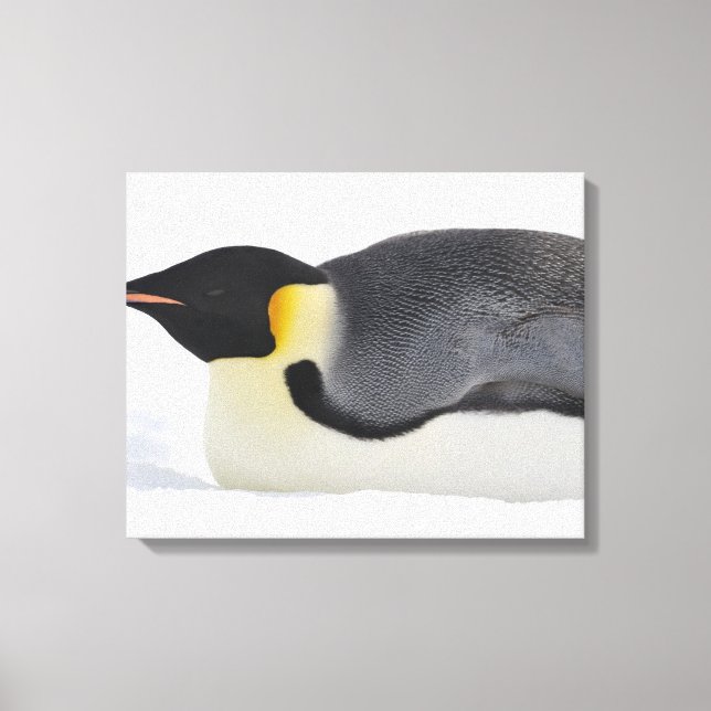 Emperor Penguin, Snö Backe, Weddell Sea Canvastryck (Framsida)
