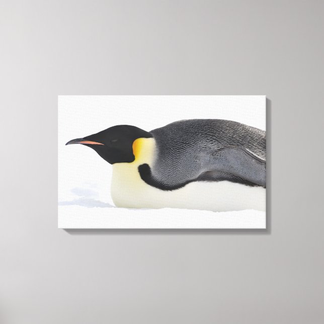 Emperor Penguin, Snö Backe, Weddell Sea Canvastryck (Framsida)