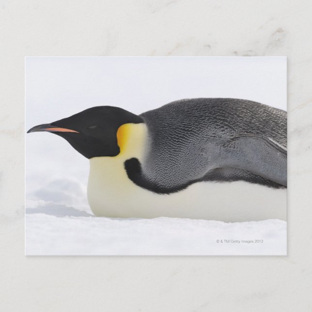 Emperor Penguin, Snö Backe, Weddell Sea Vykort (Framsida)
