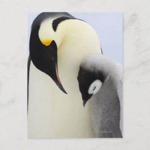 Emperor Penguin tittar vid chick Vykort