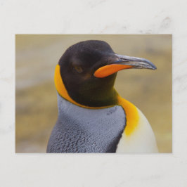 Emperor Penguin-vykort Vykort
