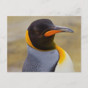Emperor Penguin-vykort Vykort