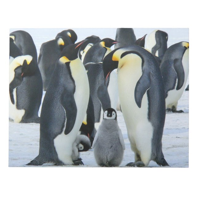 Emperor penguins anteckningsblock (Framsida)