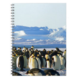 Emperor penguins anteckningsbok
