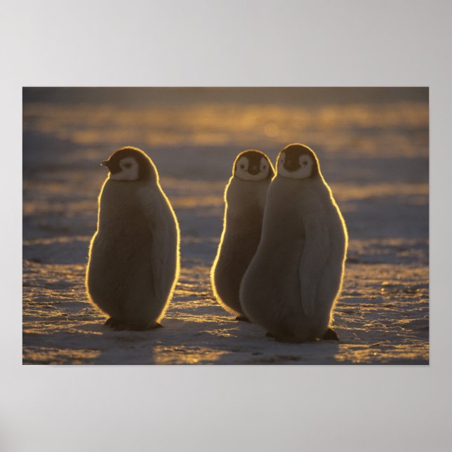 Emperor Penguins, Aptenodytes forsteri), 2 Poster (Framsidan)