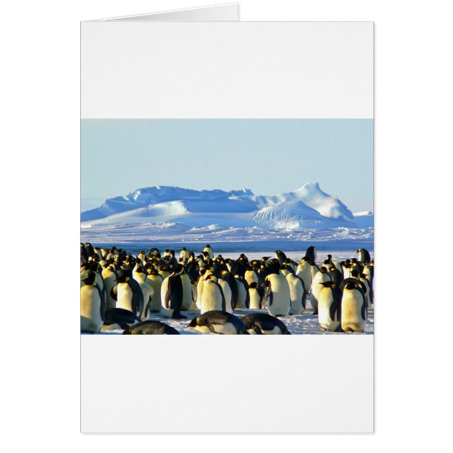 Emperor penguins hälsningskort (Framsidan)