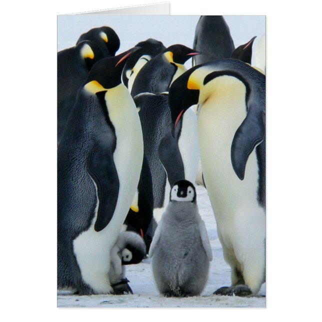 Emperor penguins hälsningskort (Framsidan)