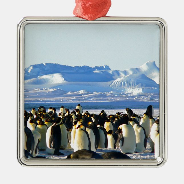 Emperor penguins julgransprydnad metall (Framsidan)