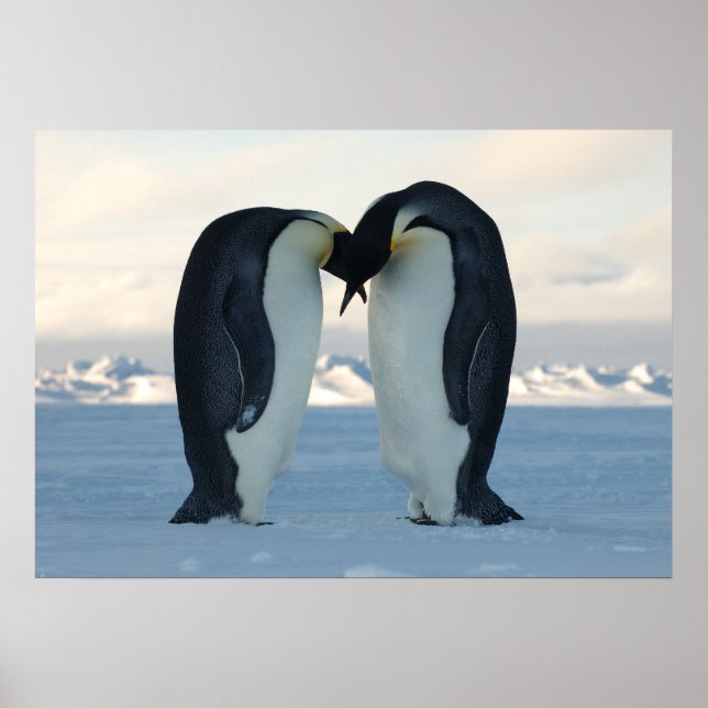 Emperor Penguins Kissing Poster (Framsidan)