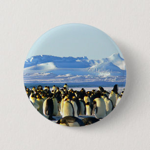 Emperor penguins knapp